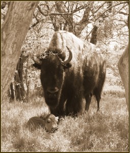 Native Habitat Restoration
