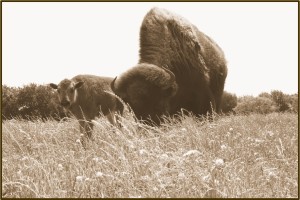 AUM Lease Calf Crop