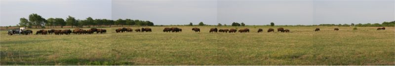 Pulling in the herd , from pasture