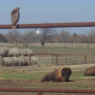 Bison Bulls