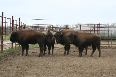 new bull calfs