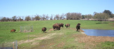 Bison Herd